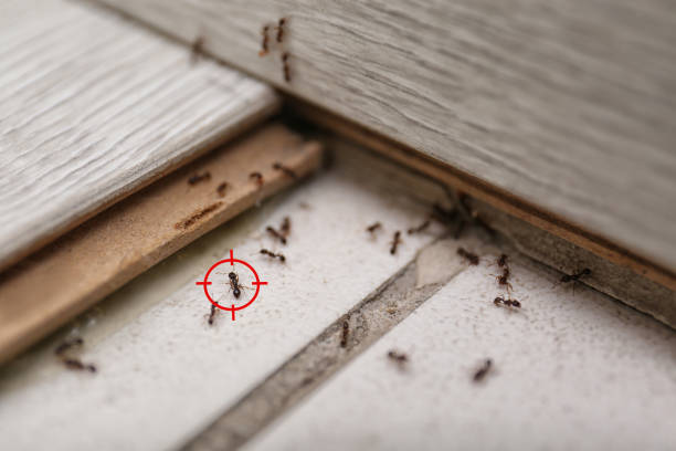 Best Flea Control Services  in Elverson, PA