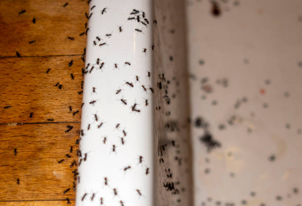 Best Emergency Pest Control  in Elverson, PA